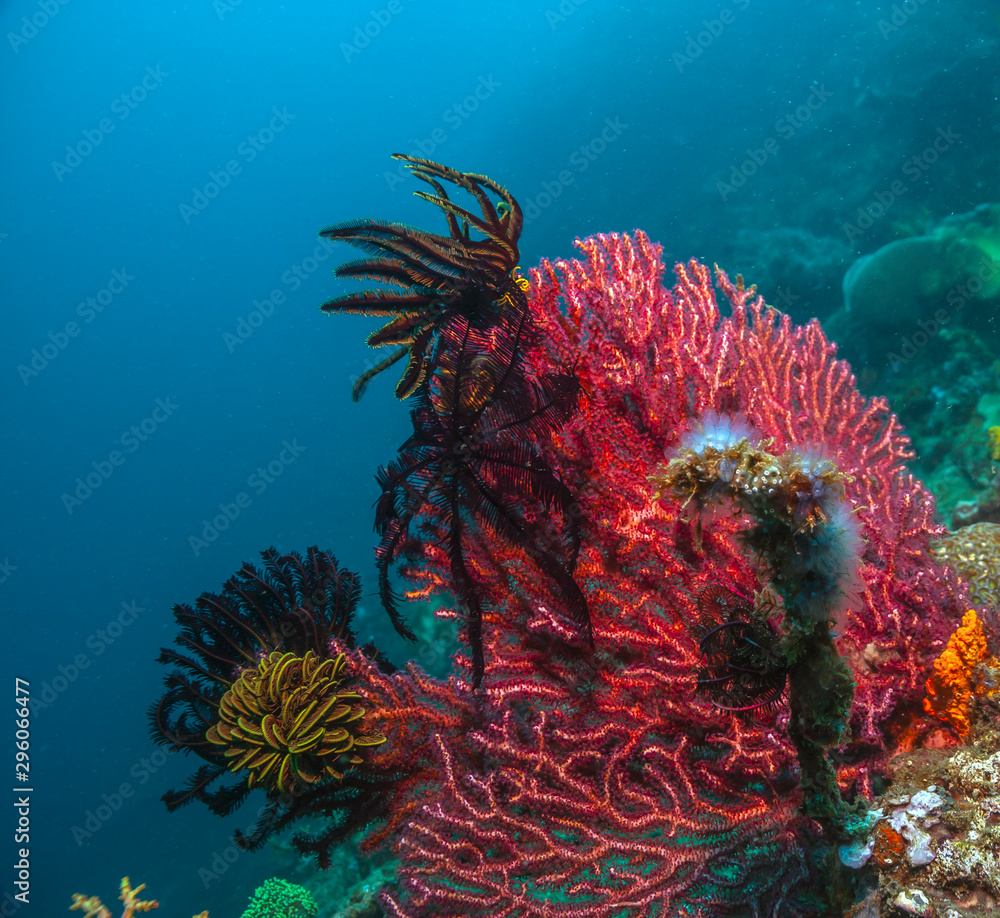 Obraz premium Coral reef South Pacific