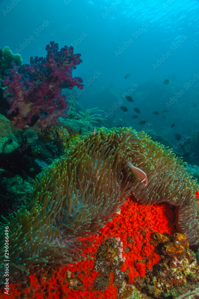 Fototapeta premium Coral reef South Pacific