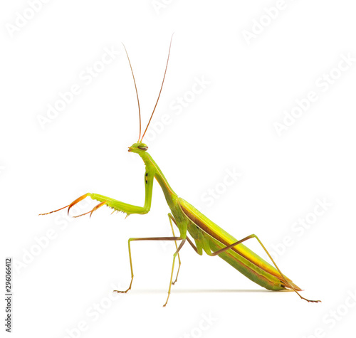 Bild auf Leinwand Praying mantis isolated on white