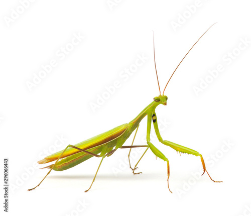 Fotografie Praying mantis isolated on white