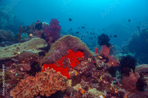 Coral reef South Pacific