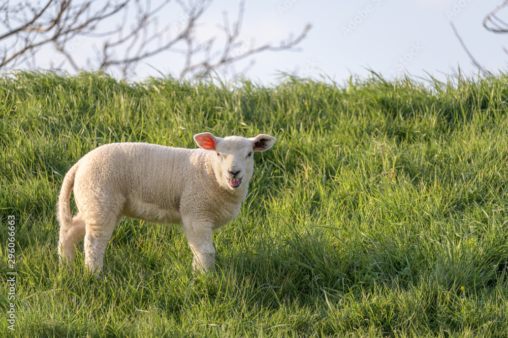 Obraz premium A bleating lamb stands in the grass on the slope of a dyke