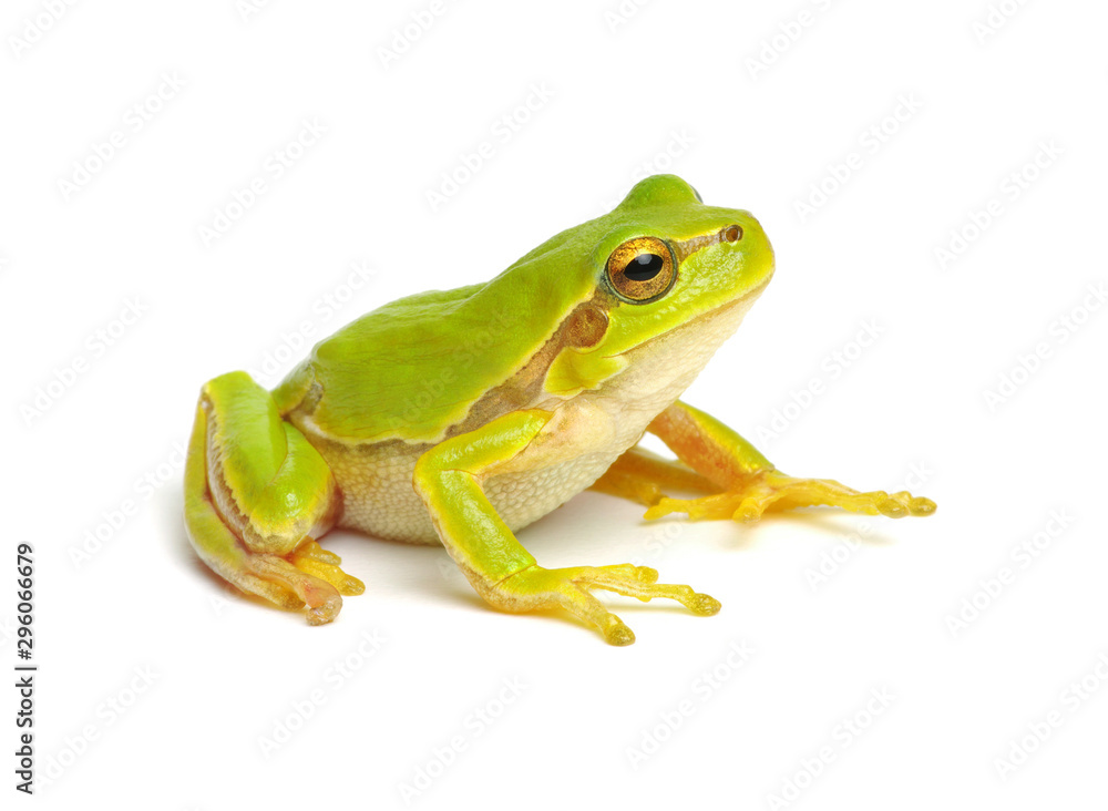 Green tree frog isolated on white - obrazy, fototapety, plakaty 