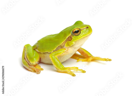 Fényképezés Green tree frog isolated on white