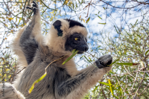 Sifaka lemur, Silky sifaka (Propithecus candidus), Madagascar photo