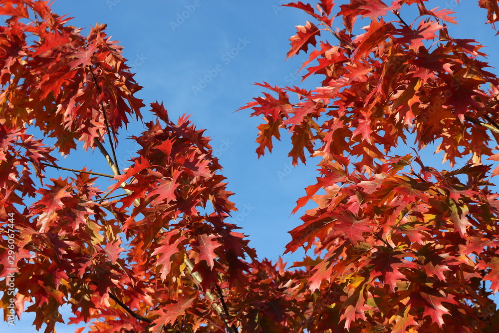 Bright red autumn oak leaves are beautiful against the blue sky Bright red autumn oak leaves are beautiful against the blue sky