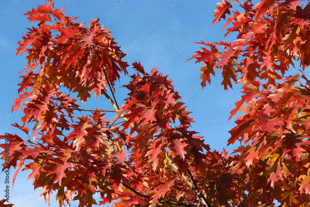 Bright red autumn oak leaves are beautiful against the blue sky Bright red autumn oak leaves are beautiful against the blue sky