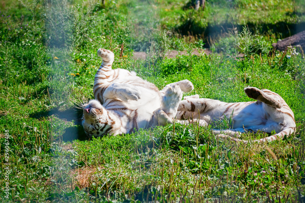 Fototapeta premium two white tigers playing with each other