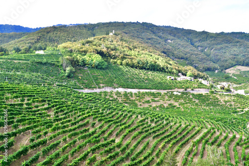 green hills and vineyards © Pasqualino