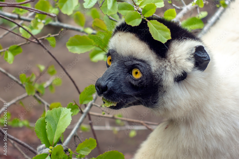 Sifaka Lemur, Silky Sifaka (Propithecus Candidus), Madagascar Stock ...