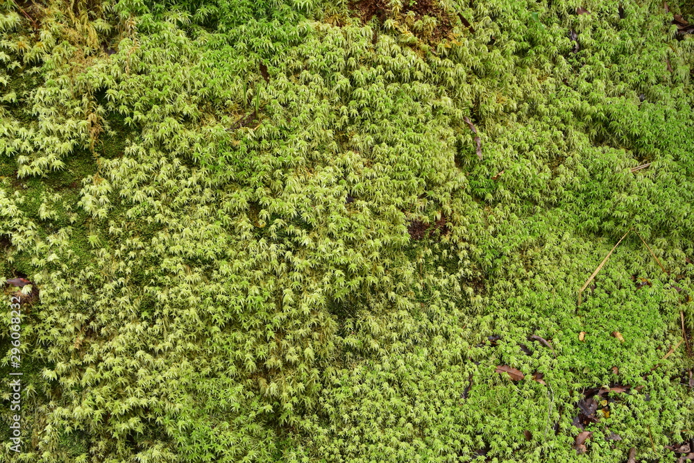 Obraz premium Native Plant in New Zealand