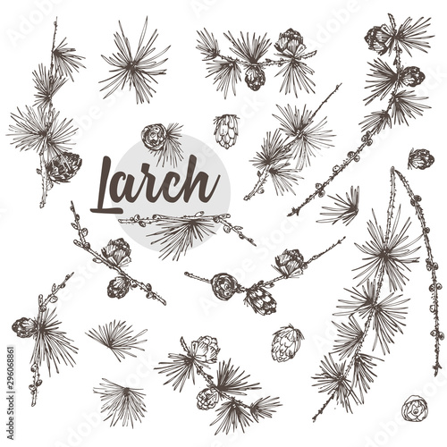 Set ink hand drawn sketch of larch branches with pinecones isolated on white background Good idea for vintage Merry christmas card, new year conifer tree pattern or decorative design. photo