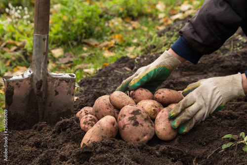Farmer hands harvesting organic potatoes harvest in garden