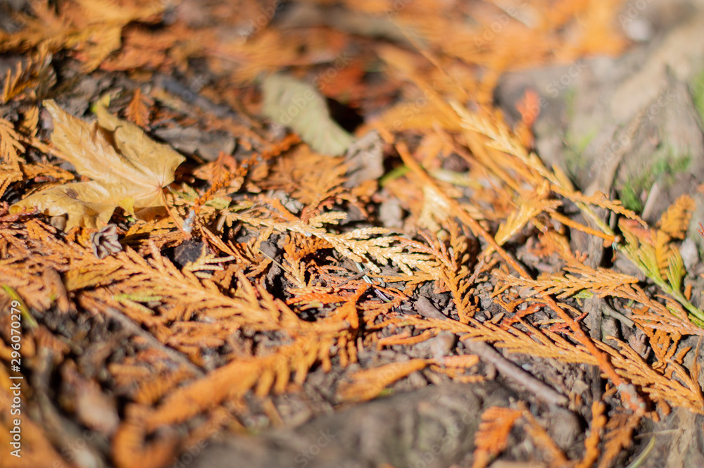 autumn leaves on ground autumn leaves on ground