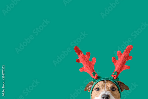 Leinwand Poster New year and Christmas concept with Dog wearing reindeer antlers headband agains
