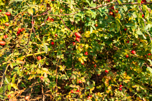 Rote Hagebutten am Strauch im Herbst
