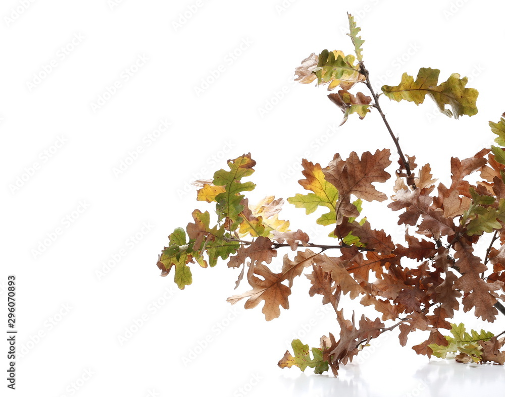Oak leaves in autumn isolated on white background Oak leaves in autumn isolated on white background