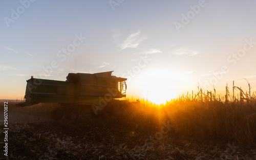Harvesting of corn field with combine