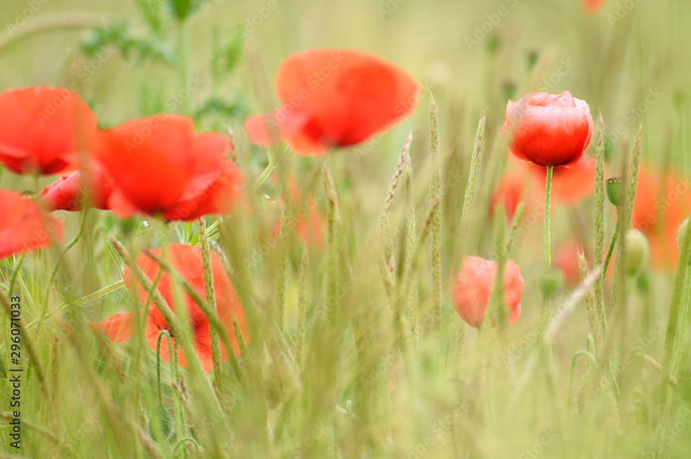Naklejka premium Klatschmohn in einem Getreidefeld