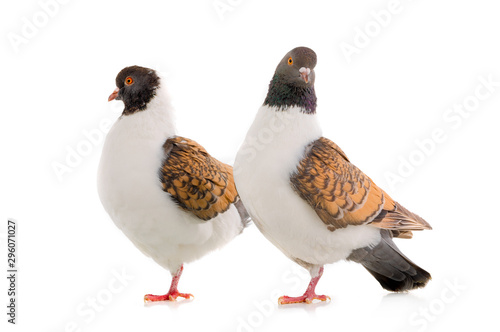 two German pigeon modena isolated on white background