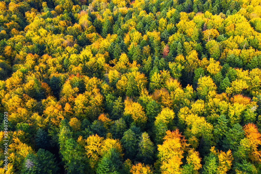 Autumn forest as a background from air. Natural landscape from drone in the autumn time. Forest - image Autumn forest as a background from air. Natural landscape from drone in the autumn time. Forest - image