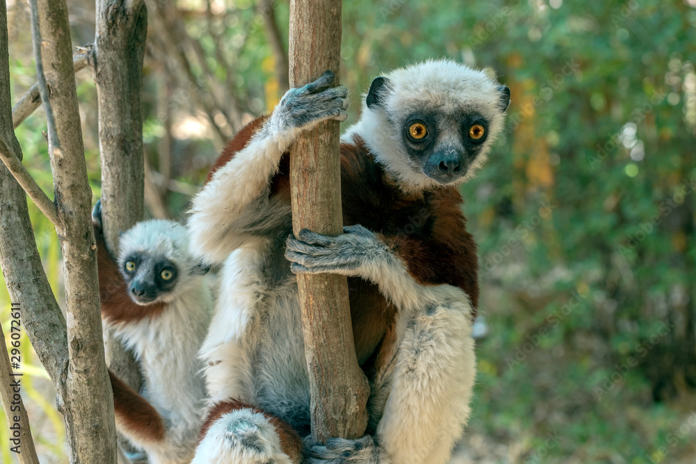 Obraz premium Crowned sifaka lemur ( Propithecus coronatus ), Mother and Baby. Wild nature Madagascar