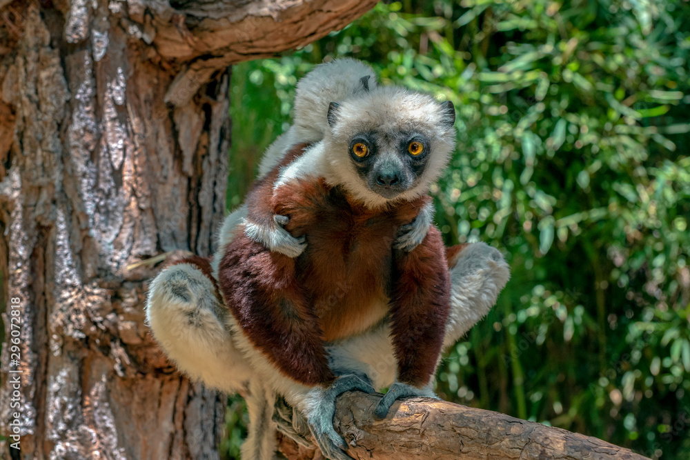 Fototapeta premium Crowned sifaka lemur ( Propithecus coronatus ), Mother and Baby. Wild nature Madagascar