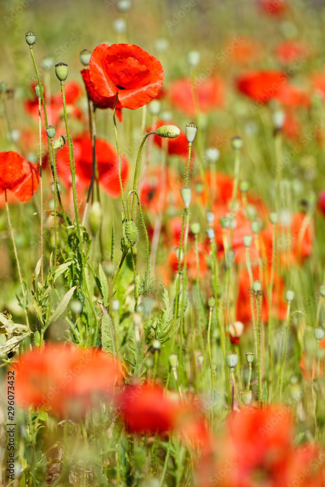 Obraz premium Wiese mit Klatschmohn