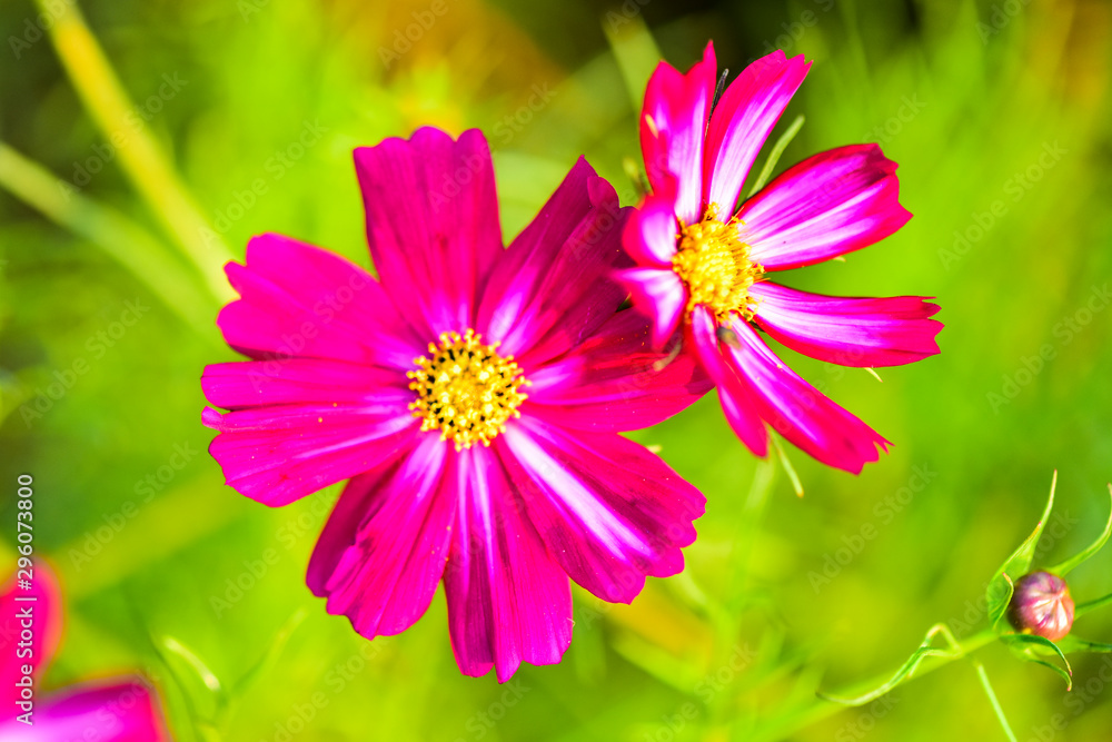 Autumn Yinghua Blooming in Spring-Micro Close-up Autumn Yinghua Blooming in Spring-Micro Close-up