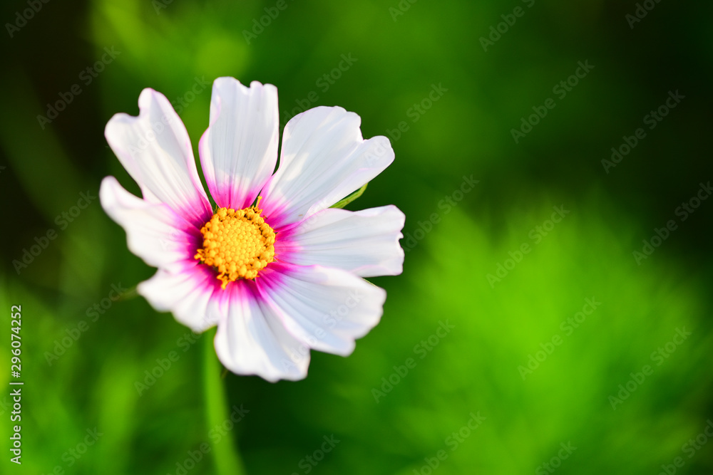 Autumn Yinghua Blooming in Spring-Micro Close-up Autumn Yinghua Blooming in Spring-Micro Close-up