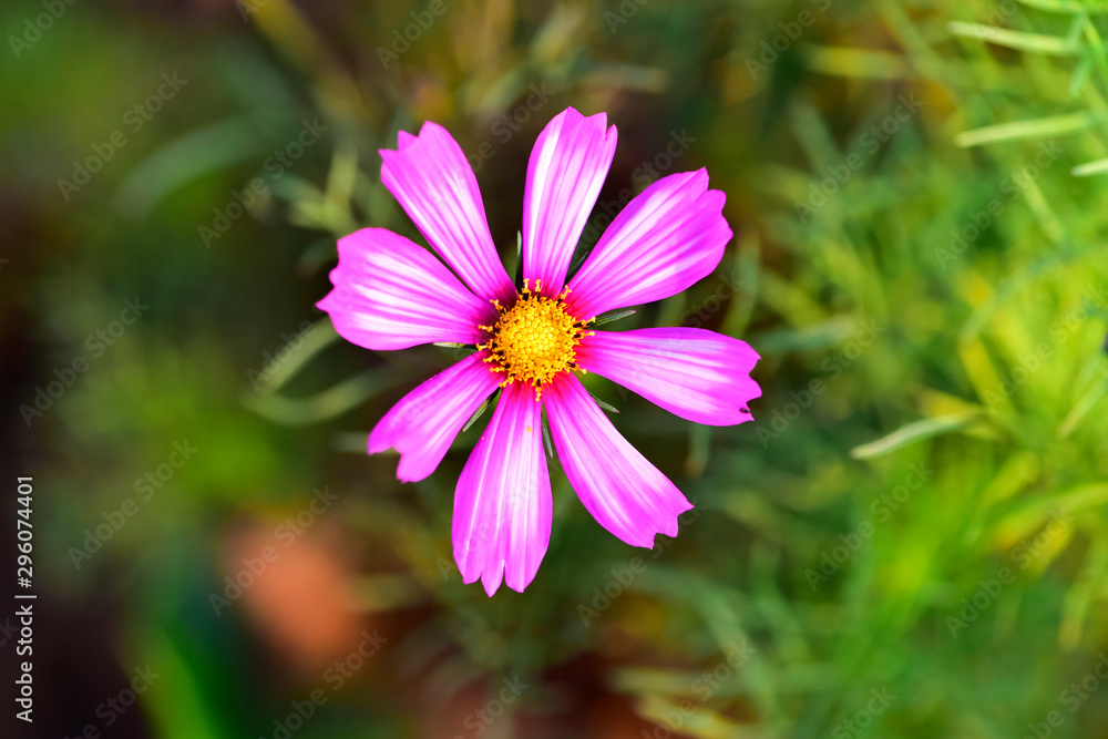 Autumn Yinghua Blooming in Spring-Micro Close-up