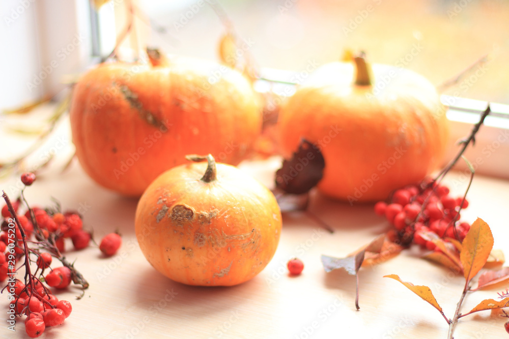 still life with pumpkins and rowanberry still life with pumpkins and rowanberry