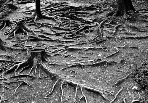 many tree roots on the ground photo