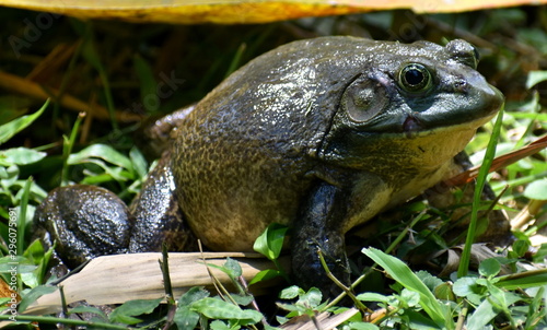 Large bullfrog sitting in a Malaysian park