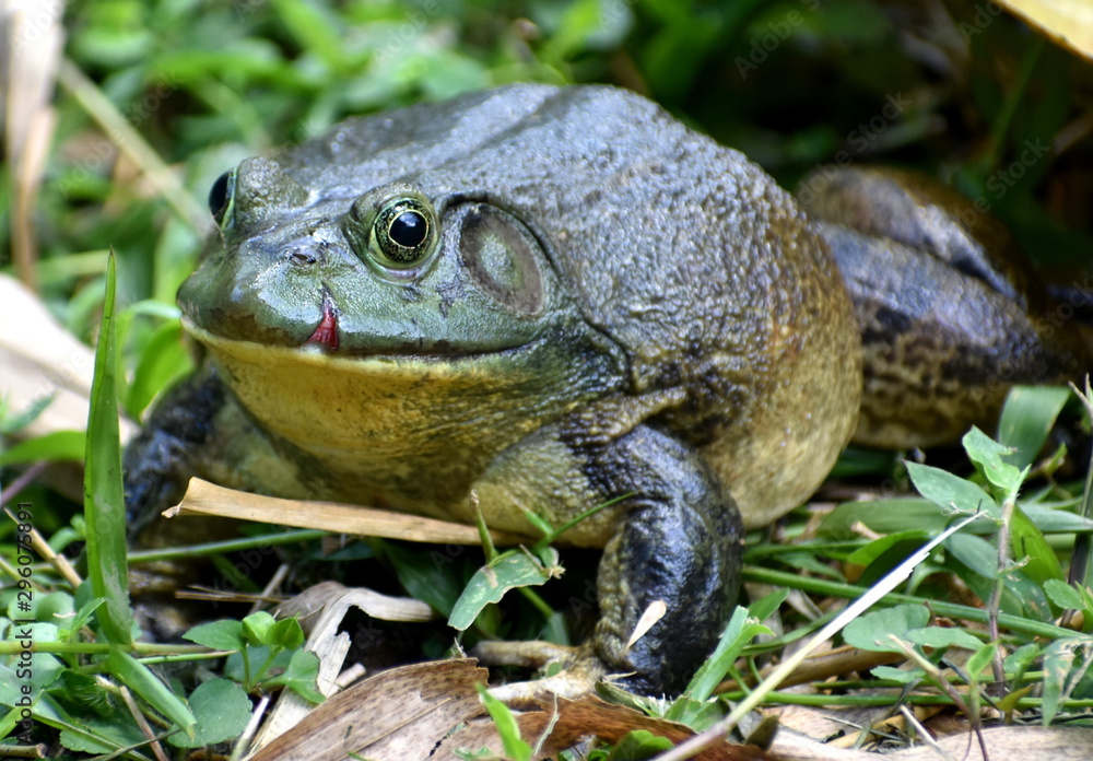 Large bullfrog looking at the camera in a Malaysian park Large bullfrog looking at the camera in a Malaysian park