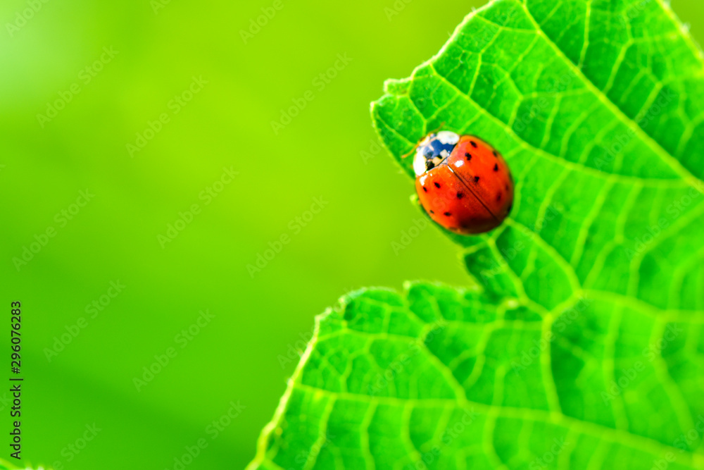 Close-ups of different insects inhabiting wild plants Close-ups of different insects inhabiting wild plants