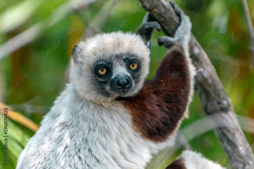 Obraz premium Crowned sifaka lemur ( Propithecus coronatus ), Portrait. Madagascar - wild nature.