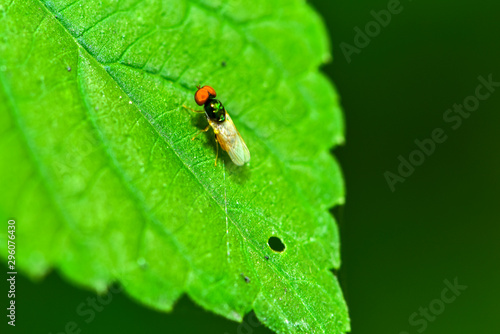 Close-ups of different insects inhabiting wild plants © Xiangli
