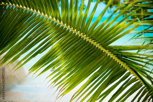 Close up view of nice green palm leaf green and yellow sunlight of leaves on nature texture background  coconut tree.