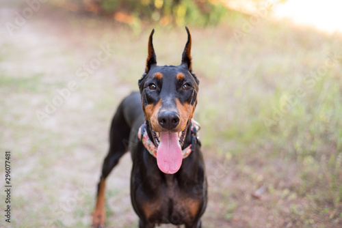 Valokuva Doberman-pinscher outside in a wooded setting, close up of the face and cropper
