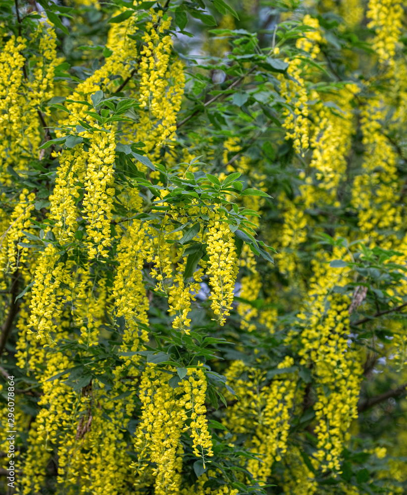 yellow blossoming tree background yellow blossoming tree background