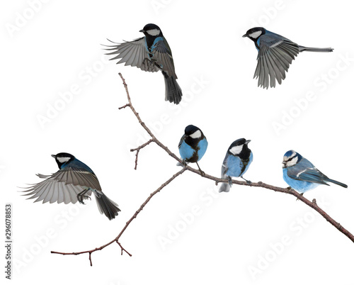 isolated six blue colored tits on tree branch photo