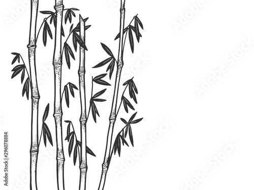 Bamboo plant background sketch engraving vector illustration. T-shirt apparel print design. Scratch board style imitation. Black and white hand drawn image.