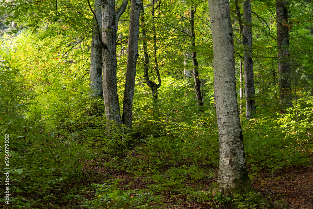 Obraz premium Bosque frondoso con hojas otoñales. 