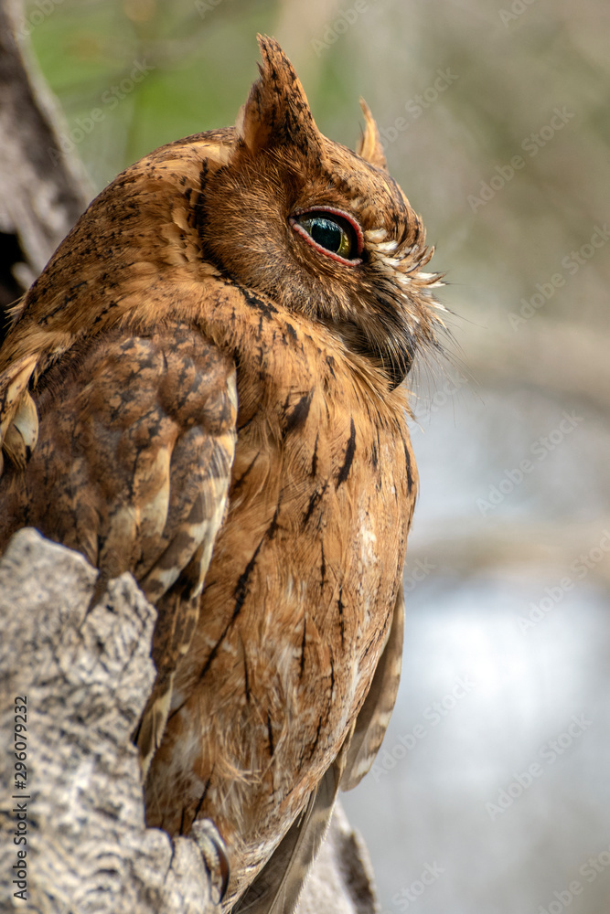 Fototapeta premium Madagascar Scops-owl ( Otus rutilus), Pemba Dwergooruil, Malagasy