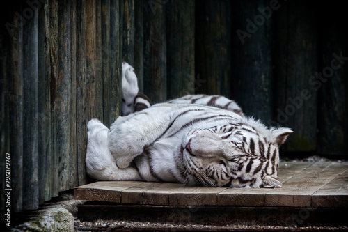 Obraz na płótnie White tiger in Liberec zoological garden w salonie