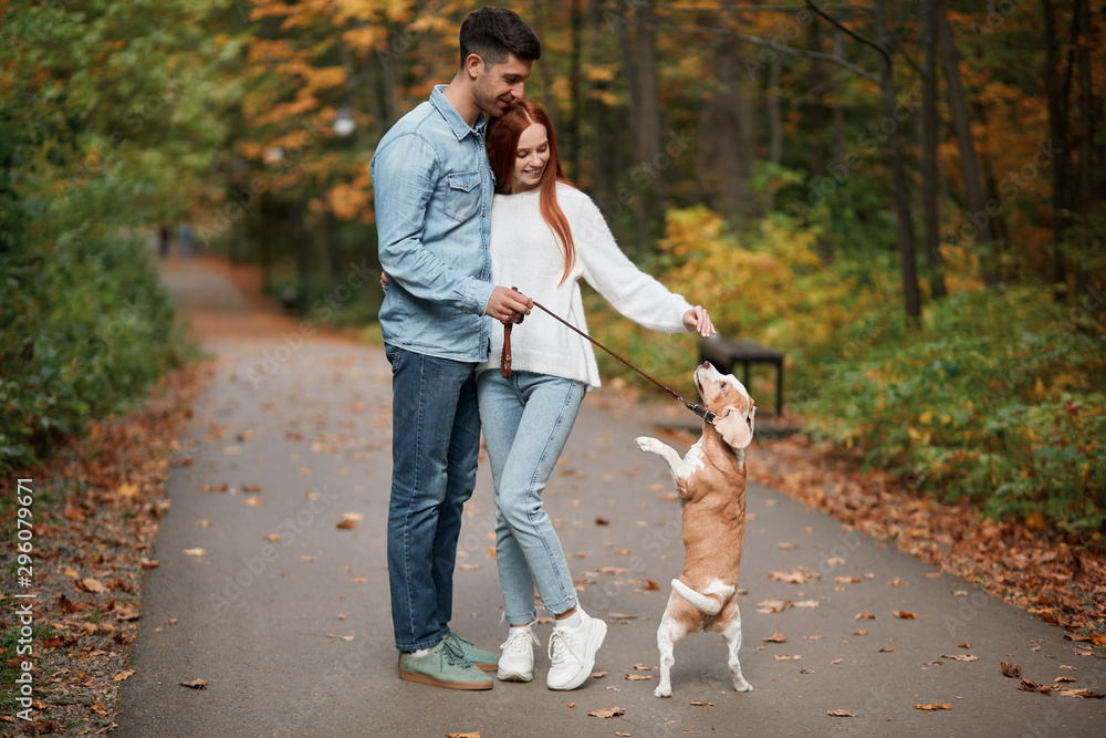 Fototapeta premium ginger beautiful woman taming her pet, hugging her boyfriend, dog standing on two legs full length photo