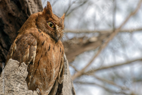 Madagascar Scops-owl  ( Otus rutilus), Pemba Dwergooruil, Malagasy photo