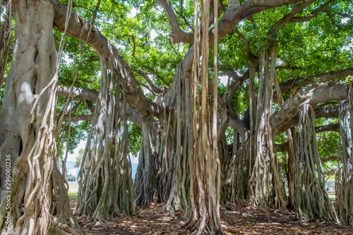 ハワイ ワイキキ カピオラニ公園の樹木
