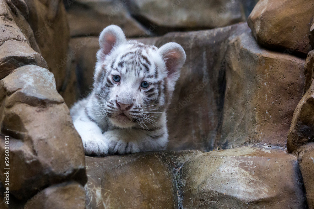 White tiger cub in zoological garden